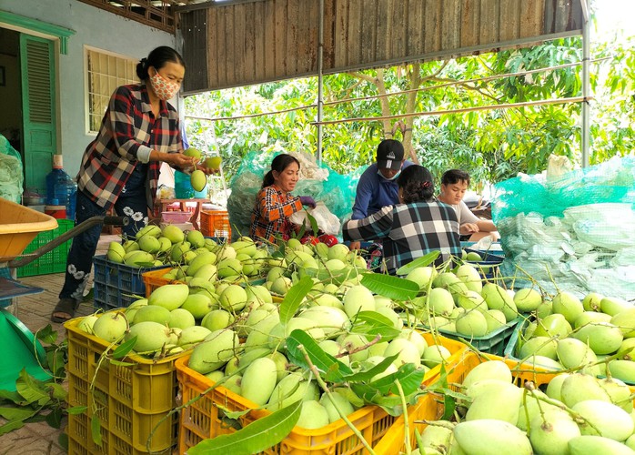 Nông dân Đồng Tháp thay đổi tư duy sản xuất, cùng nhau bàn chuyện làm ăn- Ảnh 4. Nông dân Đồng Tháp thay đổi tư duy sản xuất, cùng nhau bàn chuyện làm ăn- Ảnh 4.