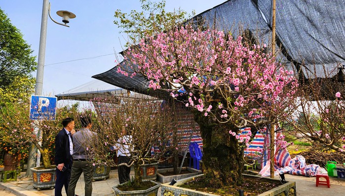 Vụ thu lời 3 tỉ đồng từ "bảo kê" bán đào ngày Tết: TP Thanh Hóa phản hồi gì?- Ảnh 2. Vụ thu lời 3 tỉ đồng từ "bảo kê" bán đào ngày Tết: TP Thanh Hóa phản hồi gì?- Ảnh 2.
