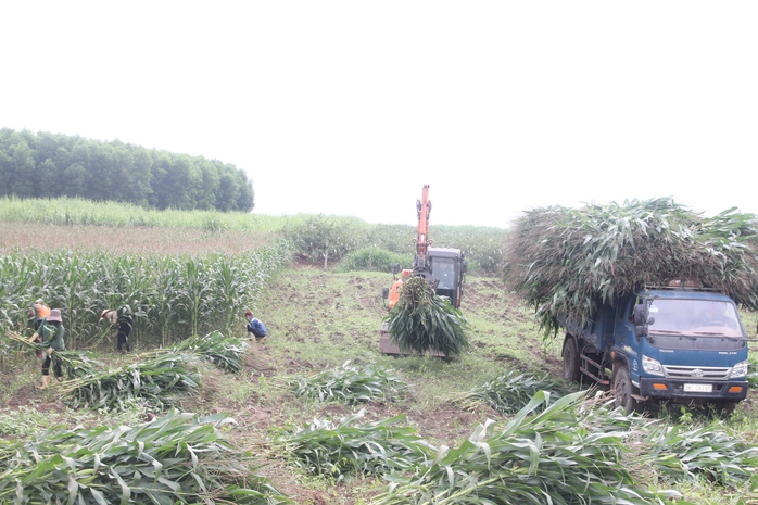 Thu mua ngô sinh khối tại tỉnh Nghệ An Thu mua ngô sinh khối tại tỉnh Nghệ An