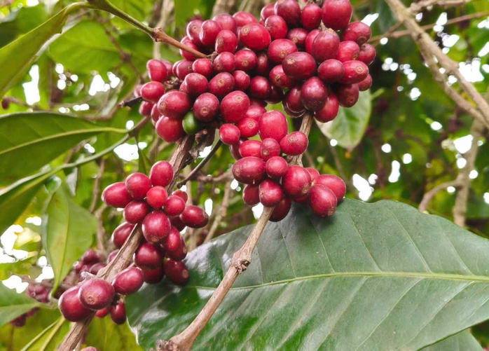 Giá cà phê hôm nay 23-3: Đã đến lúc bán ra?- Ảnh 1. Giá cà phê hôm nay 23-3: Đã đến lúc bán ra?- Ảnh 1.