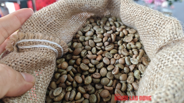 Giá cà phê trong nước phá kỷ lục, nông dân tiếp tục găm hàng- Ảnh 2.