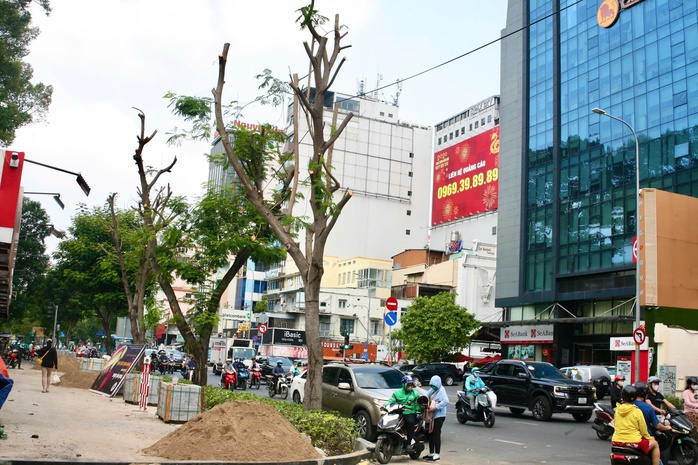 TP HCM: Quận 1 "giải thích" vụ đốn hạ, cắt tán 17 cây xanh- Ảnh 3. TP HCM: Quận 1 "giải thích" vụ đốn hạ, cắt tán 17 cây xanh- Ảnh 3.