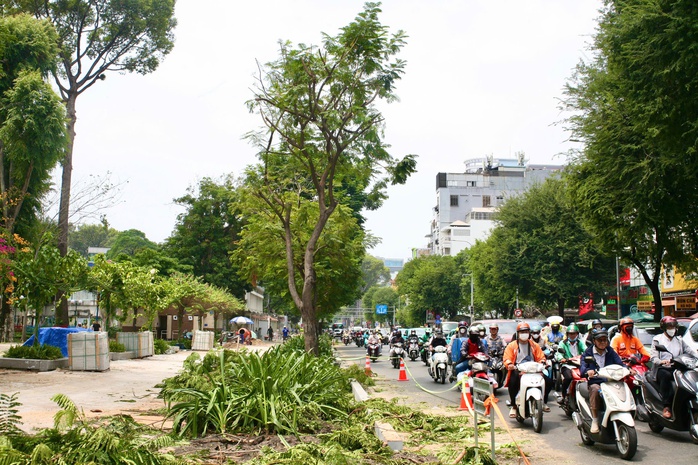 TP HCM: Quận 1 "giải thích" vụ đốn hạ, cắt tán 17 cây xanh- Ảnh 4. TP HCM: Quận 1 "giải thích" vụ đốn hạ, cắt tán 17 cây xanh- Ảnh 4.