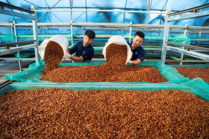 Ông lớn ngành cà phê nhận định gì về giá cà phê hôm nay 3-3?- Ảnh 1. Ông lớn ngành cà phê nhận định gì về giá cà phê hôm nay 3-3?- Ảnh 1.