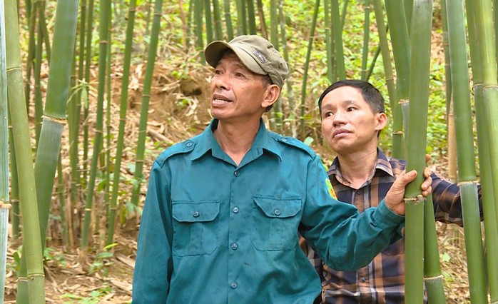 Đời sống người dân các huyện miền núi Thanh Hóa được nâng lên nhờ trồng luồng Đời sống người dân các huyện miền núi Thanh Hóa được nâng lên nhờ trồng luồng