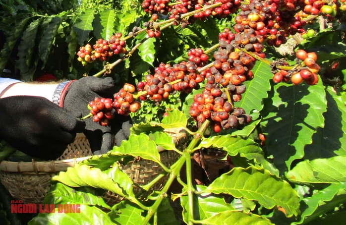 Giá cà phê hôm nay 31-3: Một công ty xuất khẩu Robusta tạm dừng cuộc chơi - Ảnh 2. Giá cà phê hôm nay 31-3: Một công ty xuất khẩu Robusta tạm dừng cuộc chơi - Ảnh 2.