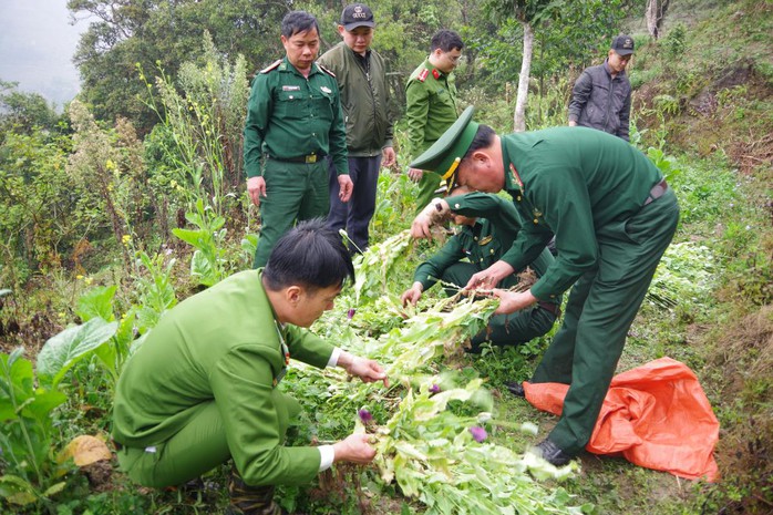 Người phụ nữ trồng gần 1.000 cây thuốc phiện trong vườn rau cải- Ảnh 1.