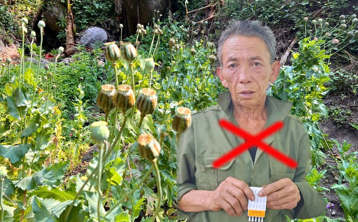 Người đàn ông trồng 547 cây thuốc phiện- Ảnh 1. Người đàn ông trồng 547 cây thuốc phiện- Ảnh 1.