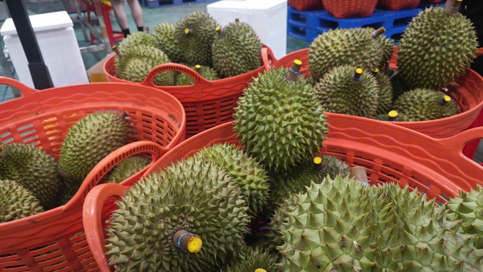 Chuyên gia Trung Quốc sắp sang Việt Nam kiểm tra chuỗi sầu riêng
- Ảnh 1. Chuyên gia Trung Quốc sắp sang Việt Nam kiểm tra chuỗi sầu riêng
- Ảnh 1.