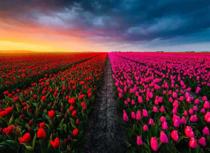 Tháng 3 và nỗi nhớ hoa Tulip- Ảnh 1. Tháng 3 và nỗi nhớ hoa Tulip- Ảnh 1.