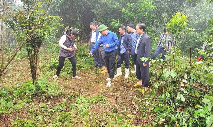 Mô hình trồng chè dây dưới tán rừng của người dân xã An Toàn Mô hình trồng chè dây dưới tán rừng của người dân xã An Toàn