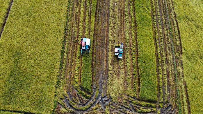 Mở rộng thị trường xuất khẩu gạo chất lượng cao- Ảnh 1.