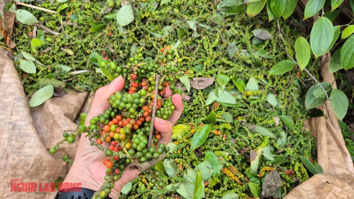 Giá tiêu hôm nay 10-4: Không nên bán tháo- Ảnh 1. Giá tiêu hôm nay 10-4: Không nên bán tháo- Ảnh 1.