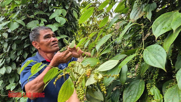 Giá tiêu hôm nay 13-4: Bí quyết giúp nông dân được cộng giá- Ảnh 1. Giá tiêu hôm nay 13-4: Bí quyết giúp nông dân được cộng giá- Ảnh 1.