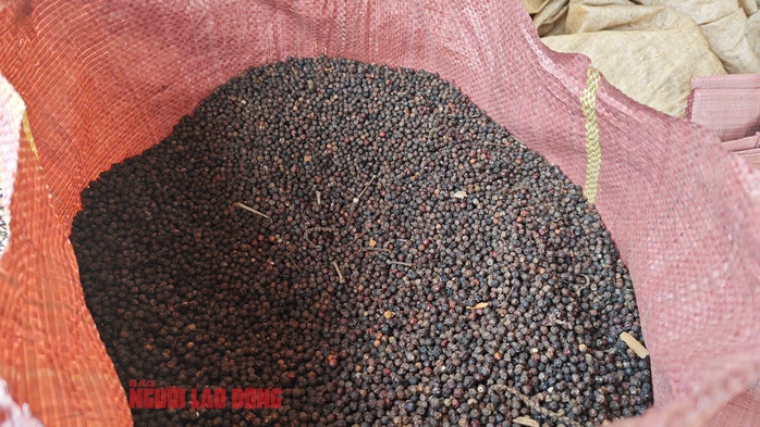 Giá tiêu hôm nay 13-4: Bí quyết giúp nông dân được cộng giá- Ảnh 2. Giá tiêu hôm nay 13-4: Bí quyết giúp nông dân được cộng giá- Ảnh 2.