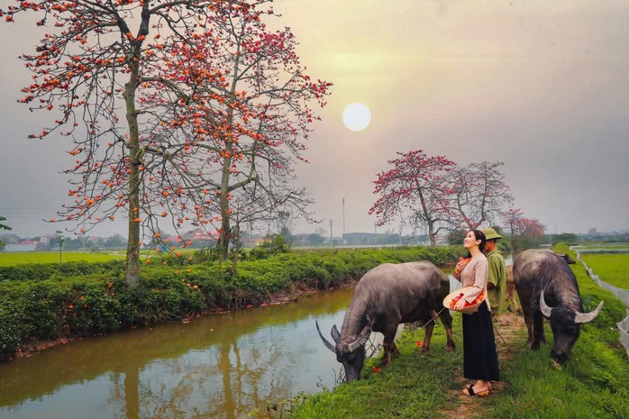 Dựng lều, thu phí người đến chụp ảnh hoa gạo - Ảnh 1. Dựng lều, thu phí người đến chụp ảnh hoa gạo - Ảnh 1.