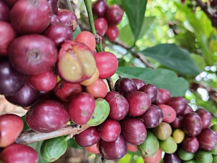 Giá cà phê hôm nay 14-4: "Thế lực" mới trên thị trường- Ảnh 1. Giá cà phê hôm nay 14-4: "Thế lực" mới trên thị trường- Ảnh 1.