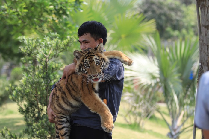 Khu du lịch để khách tiếp xúc trực tiếp với "đại sứ" hổ- Ảnh 2. Khu du lịch để khách tiếp xúc trực tiếp với "đại sứ" hổ- Ảnh 2.