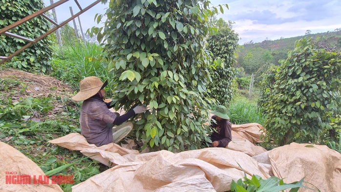 Giá tiêu hôm nay 15-4: Giải mã vị trí số 1 của tiêu Việt Nam- Ảnh 1. Giá tiêu hôm nay 15-4: Giải mã vị trí số 1 của tiêu Việt Nam- Ảnh 1.
