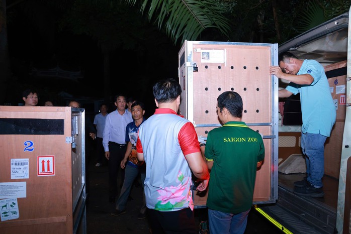 Sếu đầu đỏ từ Thái Lan "nhập cảnh" Thảo Cầm Viên Sài Gòn- Ảnh 1. Sếu đầu đỏ từ Thái Lan "nhập cảnh" Thảo Cầm Viên Sài Gòn- Ảnh 1.