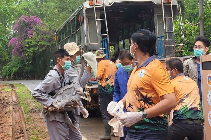 Sếu đầu đỏ từ Thái Lan "nhập cảnh" Thảo Cầm Viên Sài Gòn- Ảnh 6. Sếu đầu đỏ từ Thái Lan "nhập cảnh" Thảo Cầm Viên Sài Gòn- Ảnh 6.