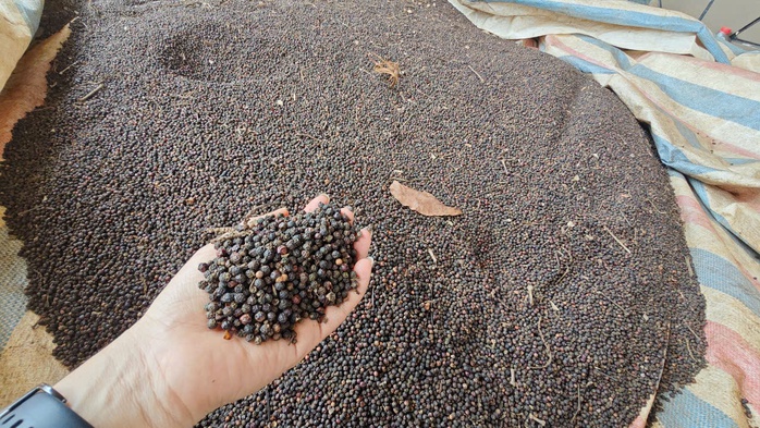 Giá tiêu hôm nay 16-4: Sắp trở lại mốc kỷ lục- Ảnh 1.