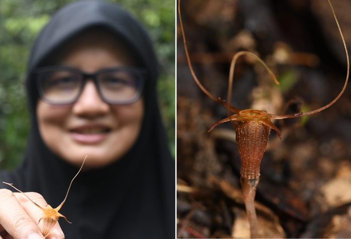 Phát hiện loài "đèn lồng cổ tích" mới ở Malaysia- Ảnh 1. Phát hiện loài "đèn lồng cổ tích" mới ở Malaysia- Ảnh 1.