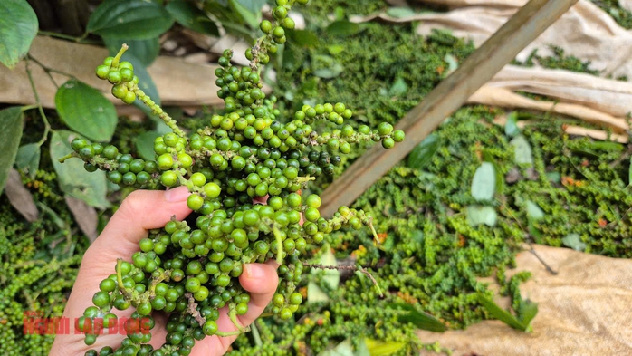 Giá tiêu hôm nay 18-4: Giá tăng, nông dân không tăng diện tích- Ảnh 1. Giá tiêu hôm nay 18-4: Giá tăng, nông dân không tăng diện tích- Ảnh 1.