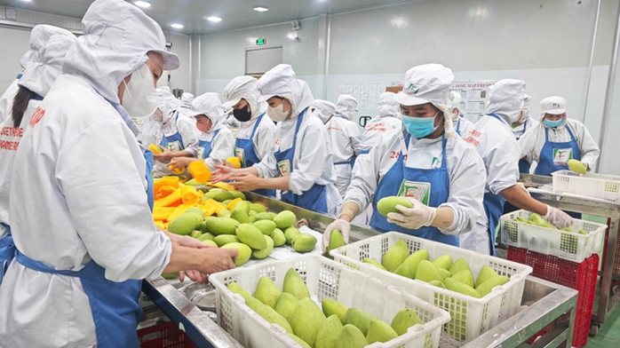 Đóng gói xoài xuất khẩu sang Mỹ tại nhà máy của Công ty CP Tập đoàn Xuất nhập khẩu trái cây Chánh Thu (Bến Tre)Ảnh: NGỌC ÁNH Đóng gói xoài xuất khẩu sang Mỹ tại nhà máy của Công ty CP Tập đoàn Xuất nhập khẩu trái cây Chánh Thu (Bến Tre)Ảnh: NGỌC ÁNH
