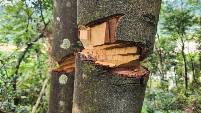 Khởi tố vụ án vụ bất thường cây rừng tự nhiên bị "triệt hạ"- Ảnh 3. Khởi tố vụ án vụ bất thường cây rừng tự nhiên bị "triệt hạ"- Ảnh 3.