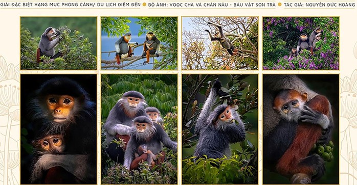 Bộ ảnh “Voọc chà vá chân nâu” giải đặc biệt ảnh bộ hạng mục Phong cảnh - Du lịch, điểm đến năm 2024. Ảnh: BTC