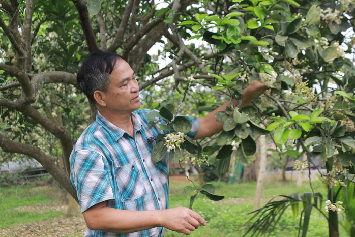 Một góc trang trại bưởi diễn của ông Lê Xuân Hoằng Một góc trang trại bưởi diễn của ông Lê Xuân Hoằng