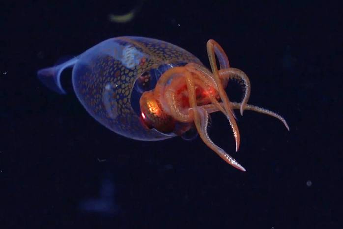 Một con mực khổng lồ vô tình lọt vào camera của tàu ngầm điều khiển từ xa. Ảnh: Schmidt Ocean Institute