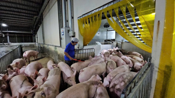 Giá heo hơi hôm nay 7-5: trung bình khoảng 70.000 đồng/kg - Ảnh 1.