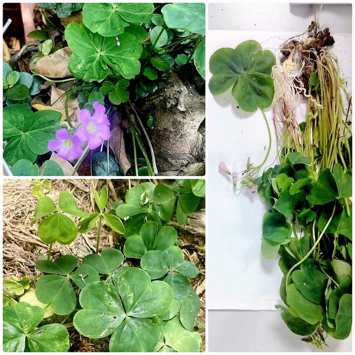 Tin lời mạng xã hội, nhập viện vì cây me đất hoa đỏ- Ảnh 1. Tin lời mạng xã hội, nhập viện vì cây me đất hoa đỏ- Ảnh 1.