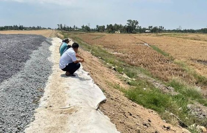 Phó Thủ tướng chỉ đạo sớm đền bù cho người dân có lúa chết cạnh cao tốc Cần Thơ - Cà Mau - Ảnh 1.