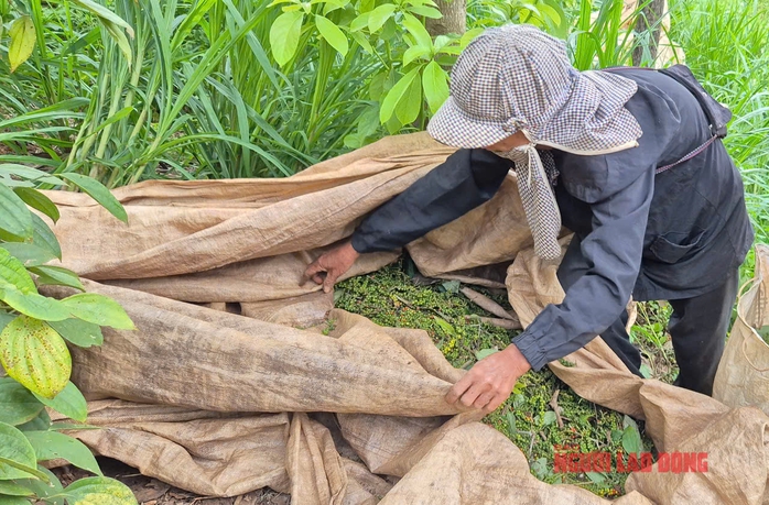 Giá tiêu hôm nay 23-4: Nông dân có bị “ép” giá? - Ảnh 1.