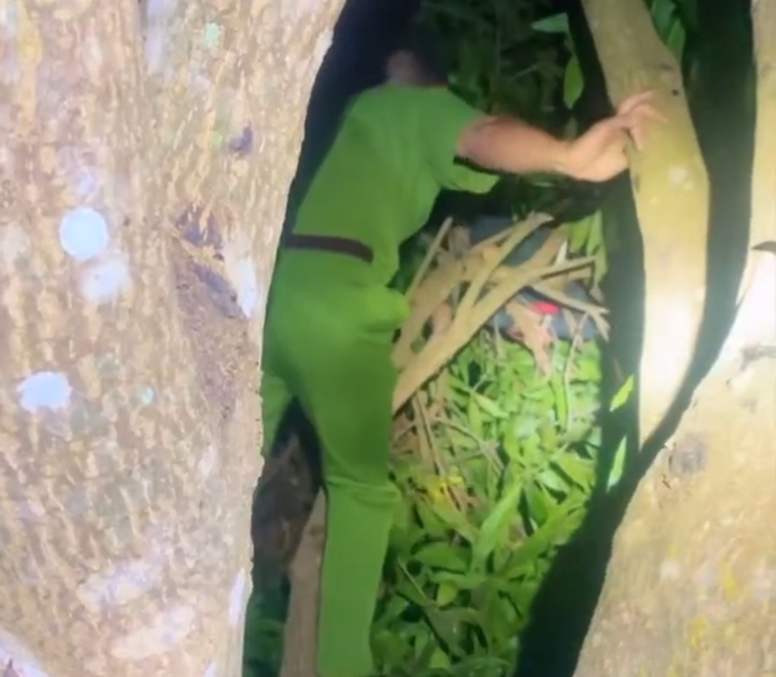 CLIP: Sau nhiều giờ tìm kiếm, thót tim thấy cháu bé lớp 2 ngủ ngon trên... cành cây xoài!- Ảnh 1. CLIP: Sau nhiều giờ tìm kiếm, thót tim thấy cháu bé lớp 2 ngủ ngon trên... cành cây xoài!- Ảnh 1.