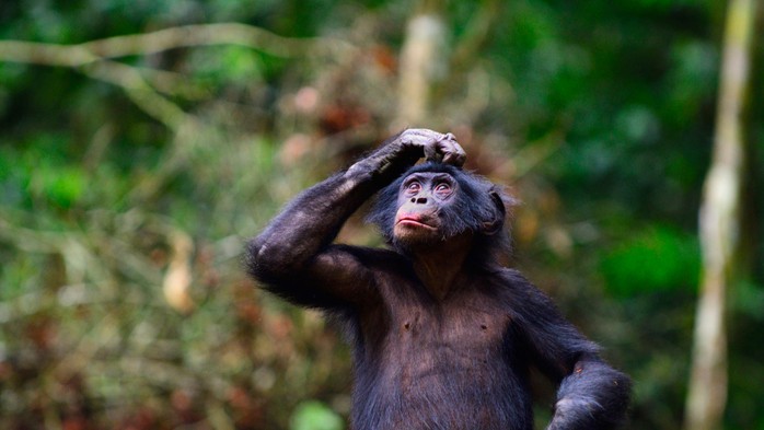 Một loài khác ở Congo phát triển thứ "chỉ loài người mới có"?- Ảnh 1. Một loài khác ở Congo phát triển thứ "chỉ loài người mới có"?- Ảnh 1.