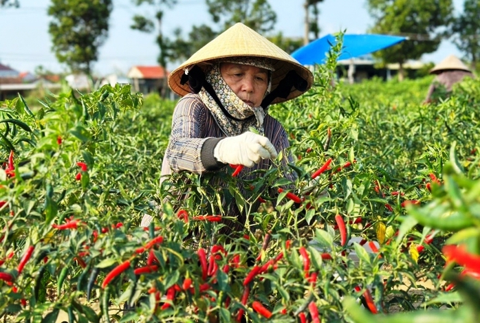Thị trường Trung Quốc thu mua ớt ồ ạt, giá "nhảy múa"- Ảnh 2. Thị trường Trung Quốc thu mua ớt ồ ạt, giá "nhảy múa"- Ảnh 2.