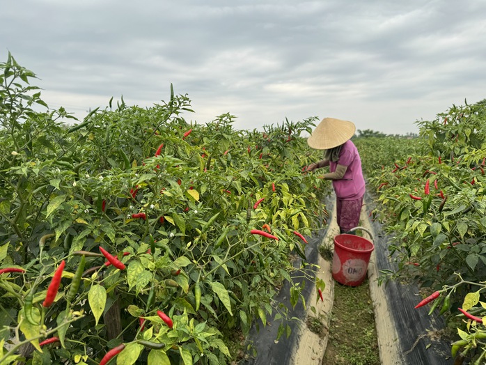Thị trường Trung Quốc thu mua ớt ồ ạt, giá "nhảy múa"- Ảnh 1. Thị trường Trung Quốc thu mua ớt ồ ạt, giá "nhảy múa"- Ảnh 1.