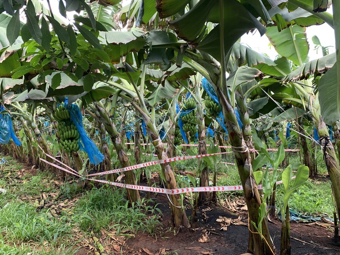 Phát hiện thi thể trẻ sơ bọc trong túi đen vứt ở vườn chuối - Ảnh 1.