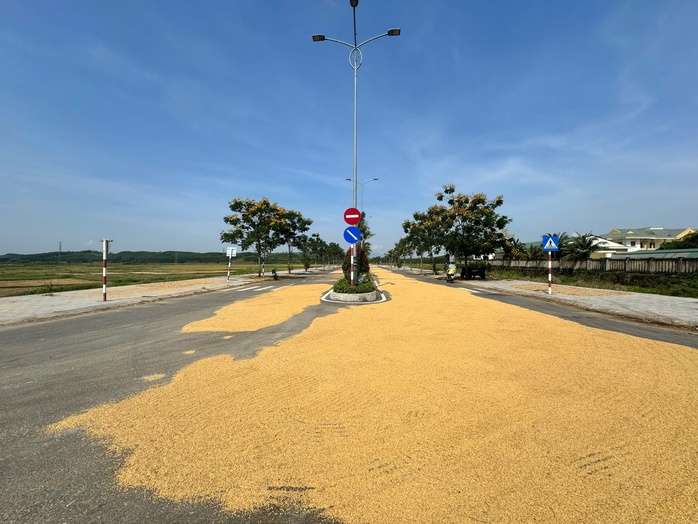 Làm đường 34 tỉ dẫn ra ruộng, dân làm nơi... phơi lúa- Ảnh 2. Làm đường 34 tỉ dẫn ra ruộng, dân làm nơi... phơi lúa- Ảnh 2.