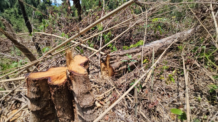 Hàng chục ha rừng ngay trụ sở UBND huyện bị phá nát- Ảnh 3.