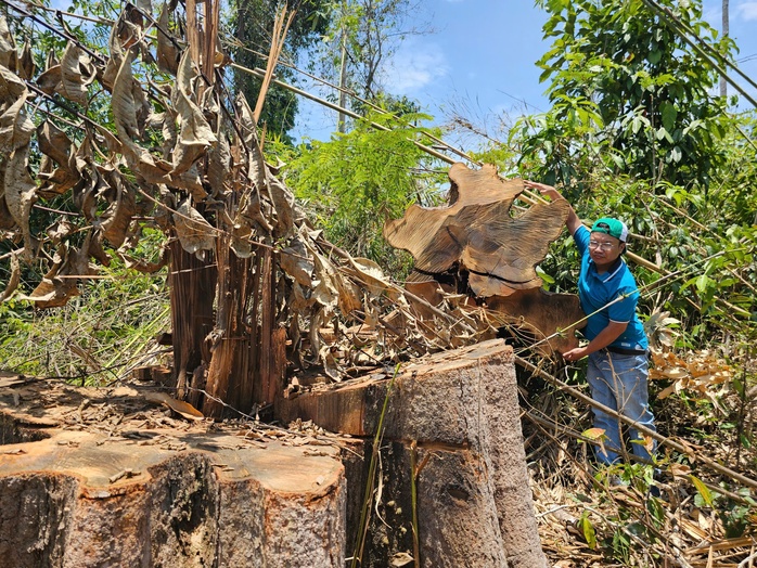 Hàng chục ha rừng ngay trụ sở UBND huyện bị phá nát- Ảnh 1.