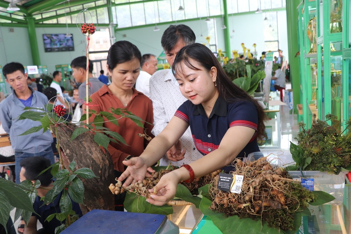 Bộ VH-TT-DL "vinh danh" sâm Ngọc Linh ở Quảng Nam- Ảnh 1. Bộ VH-TT-DL "vinh danh" sâm Ngọc Linh ở Quảng Nam- Ảnh 1.