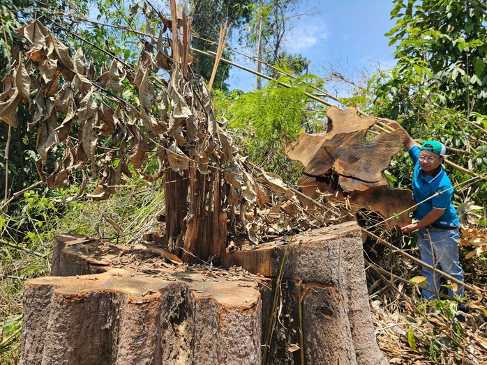 Làm rõ vụ khu rừng gần trụ sở UBND huyện bị tàn phá- Ảnh 1.