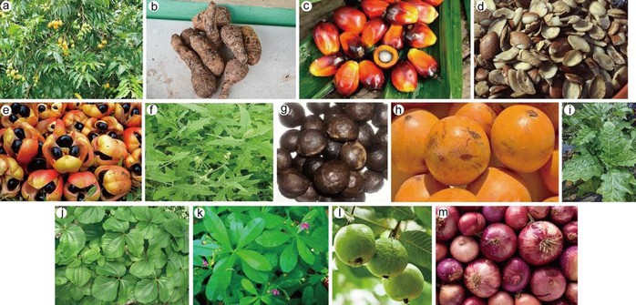 Loại cây ăn quả quen thuộc ở Việt Nam chứa chất chống ung thư- Ảnh 1. Loại cây ăn quả quen thuộc ở Việt Nam chứa chất chống ung thư- Ảnh 1.