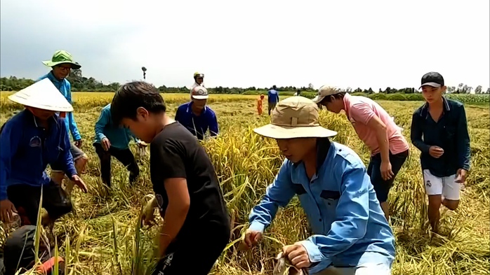 VIDEO: Cả xóm ở miền Tây rộn ràng săn chuột đồng - Ảnh 3. VIDEO: Cả xóm ở miền Tây rộn ràng săn chuột đồng - Ảnh 3.