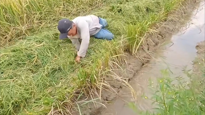 VIDEO: Cả xóm ở miền Tây rộn ràng săn chuột đồng - Ảnh 2. VIDEO: Cả xóm ở miền Tây rộn ràng săn chuột đồng - Ảnh 2.